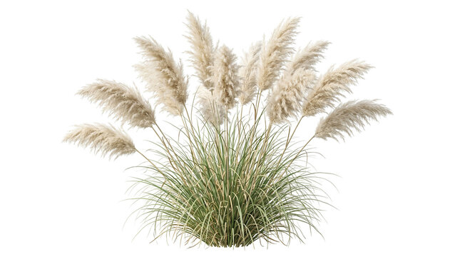 Large clump of pampas grass with feathery beige plumes and arching green foliage cutout on a transparent background