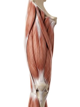 Anatomical illustration of the human thigh muscles isolated on white background