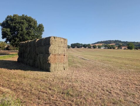 Balle di fieno impilate in un campo con colline, alberi e cielo limpido sullo sfondo. Una scena agricola luminosa, ideale per contenuti dedicati alla campagna, alla raccolta e ai paesaggi rurali