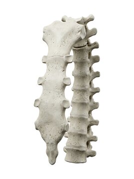 Anatomical 3d model of human sternum and thoracic spine, isolated on white background
