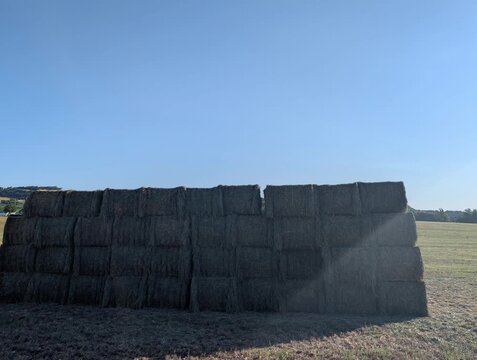 Grande muro di balle di fieno impilate in un campo soleggiato sotto un cielo limpido. Una scena agricola luminosa, ideale per contenuti dedicati alla campagna, alla raccolta e ai paesaggi rurali