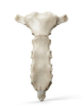 Human sternum bone or breastbone anatomy, isolated on white background
