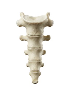Lumbar vertebra isolated on white background
