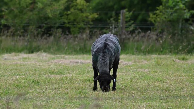 Black ram sheep grazing