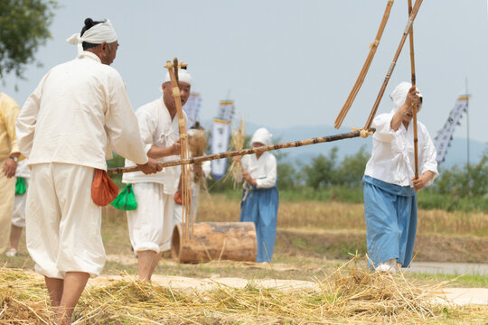 Traditional Korean farming reenactment with villagers using flails and farm tools in a rural harvest field during a folk festival.