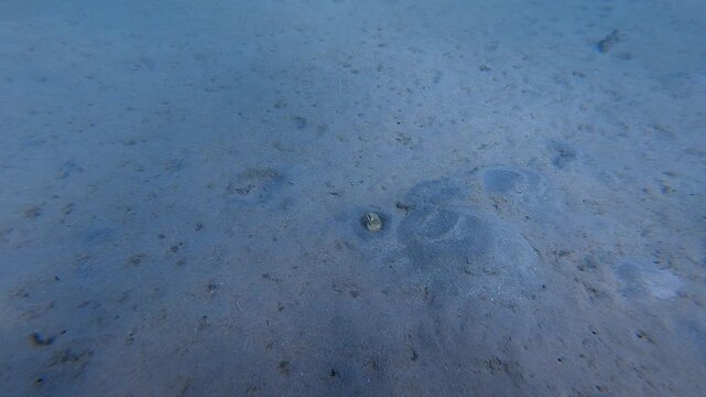 Spotted eel (marbled snake ee) in the sand. Marine life on the seabed, underwater scuba diving footage. Exploring the shallow bay, underwater animal hiding in the sand.