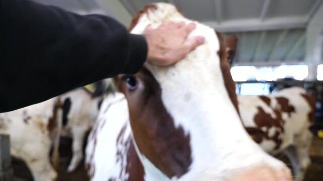 Male arm stroking muzzle of beautiful cow in paddock at milk factory. Hand of man petting a kine head at dairy farm. Young guy caressing cute heifer at cowshed. Concept of care and love to animal. POV