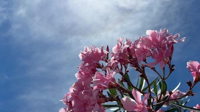Pink oleander flowers on blue sunny sky.