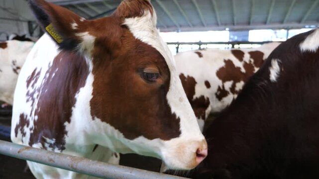 Profile of beautiful cow in stall at modern dairy farm. Mammal animal standing in stable at milk factory. Close up to muzzle of cute kine at cowhouse. Concept of agribusiness in livestock husbandry