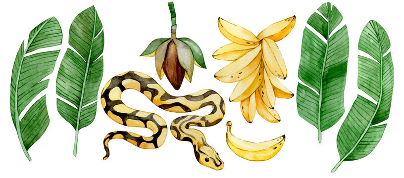 Watercolor banana set with tropical leaves, flowers and banana palm fruits.