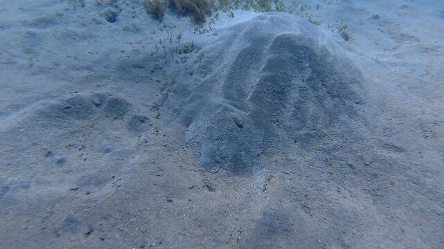Animal hidden in the sand, underwater video. Creature pushing sand from the seabed. Marine life footage, scuba diving in the shallow bay. Travel video, underwater exploration.