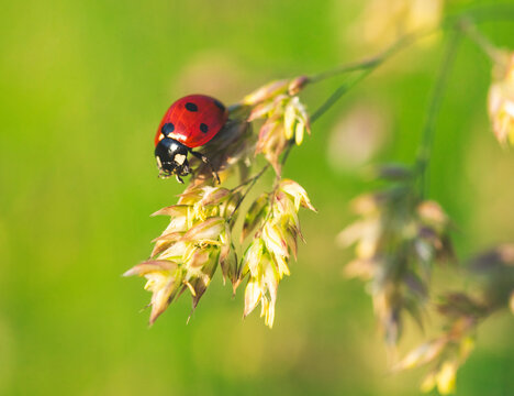 Close up photography of ladybug on flower in spring meadow