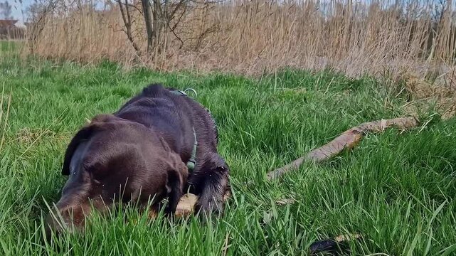 Labrador retriever, Canis lupus familiaris on a grass field. Healthy chocolate brown labrador retriever having fun outdoors at Donauwoerth, Bavaria in Germany