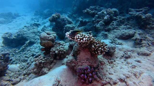 Blackside hawkfish (Paracirrhites forsteri) sitting on the  coral reef. Animal and corals, underwater video from scuba diving. Deep reef exporation, scuba trip, travel footage.