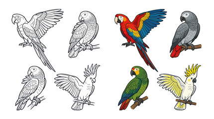 Obraz premium Collection of Parrots: Colorful and Sketchy Illustrations