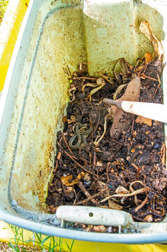 Snake in compost bin