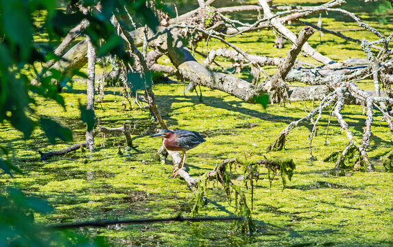 Green heron alert and steady