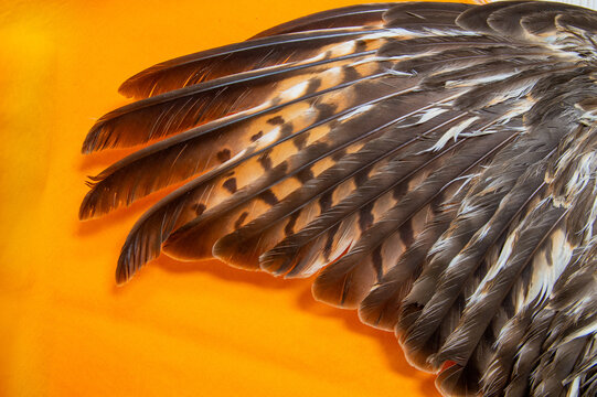 Hawk wing on orange background