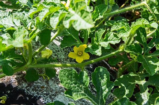 Yellow watermelon bloom