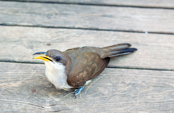 Yellow billed cuckoo closeup