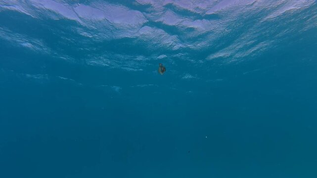 Cuttlefish swimming in the blue ocean. Underwater wildlife, travel footage from scuba diving. Colorful cuttlefish. Scuba diving with tropical marine life.