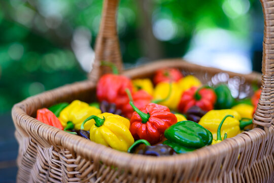 Close view of wicker basket filled with colorful habanero peppers. Fresh chili harvest natural greenery background