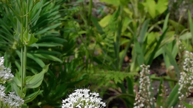 a Red Admiral butterfly (Vanessa atalanta) taking off from valerian, slow motion