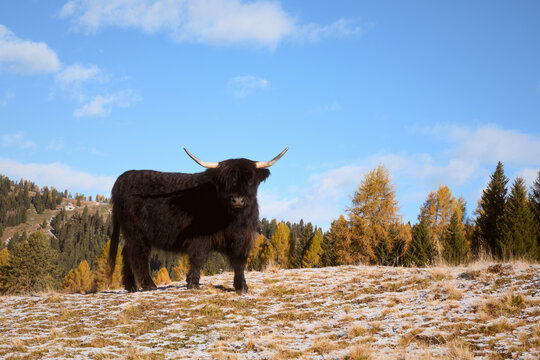 Black Highland cattle standing on a frosty alpine pasture in the Dolomites. Rural mountain landscape with autumn colors and traditional livestock