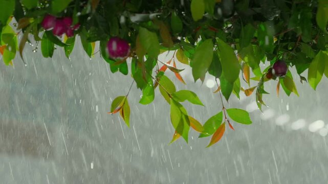 Rain falling on the green leaves at sunset