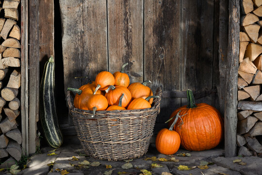 Basket filled with small pumpkins beside rustic wooden wall and firewood stack. Cozy fall composition with squash and Thanksgiving harvest styling