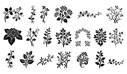 Climbing Hydrangea Silhouette Vector Set with Vine Creeper Plants and Garden Climbing Floral Elements Illustration Collection © MstBrishti