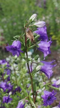 Campanula trachelium 'Bernice' a summer flowering plant with a blue bell-shaped  summertime flower commonly known as bellflower or Coventry Bells, vertical stock video footage clip