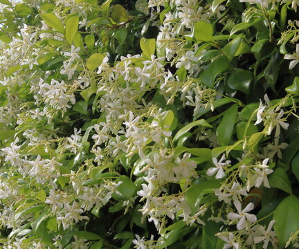 Rincosperum fiorito, Rhyncospermum Jasminoides, falso gelsomino pianta sempreverde con fiori bianchi e profumati in primavera