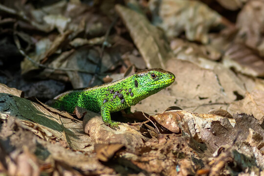 Green lizard carrying numerous ticks among forest leaves illustrates wildlife parasitism and ecology.