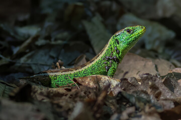 Fototapeta premium Green lizard carrying numerous ticks among forest leaves illustrates wildlife parasitism and ecology.