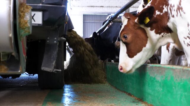 Tractor spreading silage to feeding herd of cows at milk factory. Friendly mammal animals eating fresh fodder at cowshed. Concept of agriculture industry and livestock husbandry. Slow motion