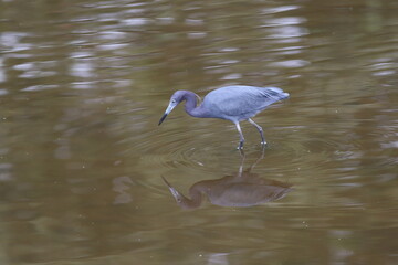 Obraz premium great blue heron
