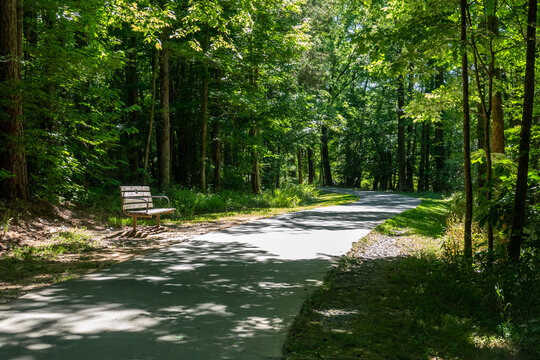 A walking path in dense forest with park bench