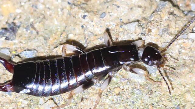 
Side View Macro Shot of a Recently Molted Earwig with Soft White Joints on Ground

