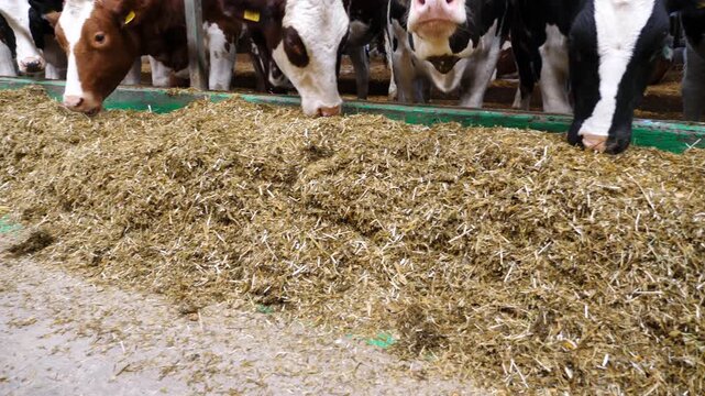 Cows eating hay on modern dairy farm. Cattle chewing fodder at milk factory. Herd of kines feeding by dry grass at cowshed. Concept of agriculture industry and animal husbandry. Slow motion