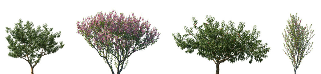 Obraz premium Set of Amygdalus persica and blossoming Prunus persica frontal set street trees isolated png in sunny daylight on a transparent background perfectly cutout