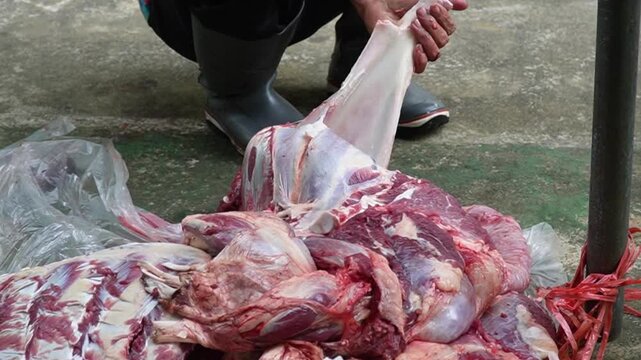 Close-up of unrecognizable people hands cutting fresh raw beef with knives on a board during a traditional communal butcher process or food preparation.