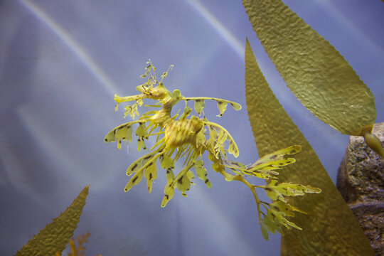 Leafy Seadragon