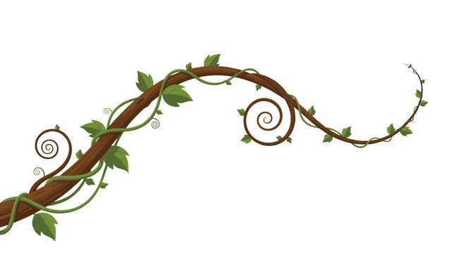 Long winding branch of a green vine with small leaves and decorative spiral tendrils isolated on a clean white background.