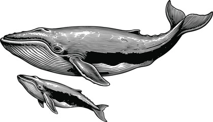 Blue whale with calf engraving illustration, humpback marine animal sketch vector isolated icons, ocean wildlife mammal mother and baby design elements © Sajib