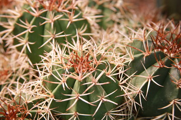 close up of cactus © saineries