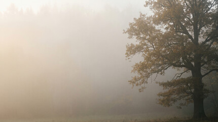Fototapeta premium A solitary oak tree with golden autumn foliage standing at the edge of a field shrouded in heavy morning fog