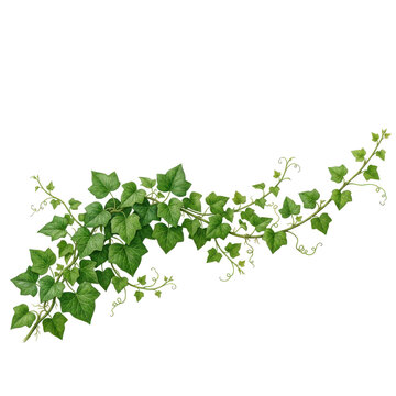 English ivy plant collection isolated on transparent background