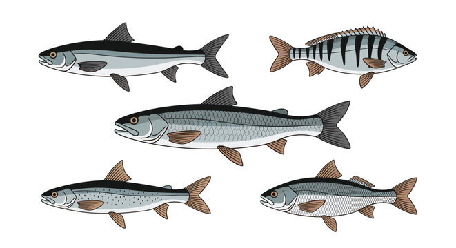 Scientific illustration of five different fish species swimming in the same direction on a plain background.
