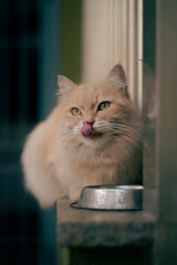 cat in the window © DeAntu